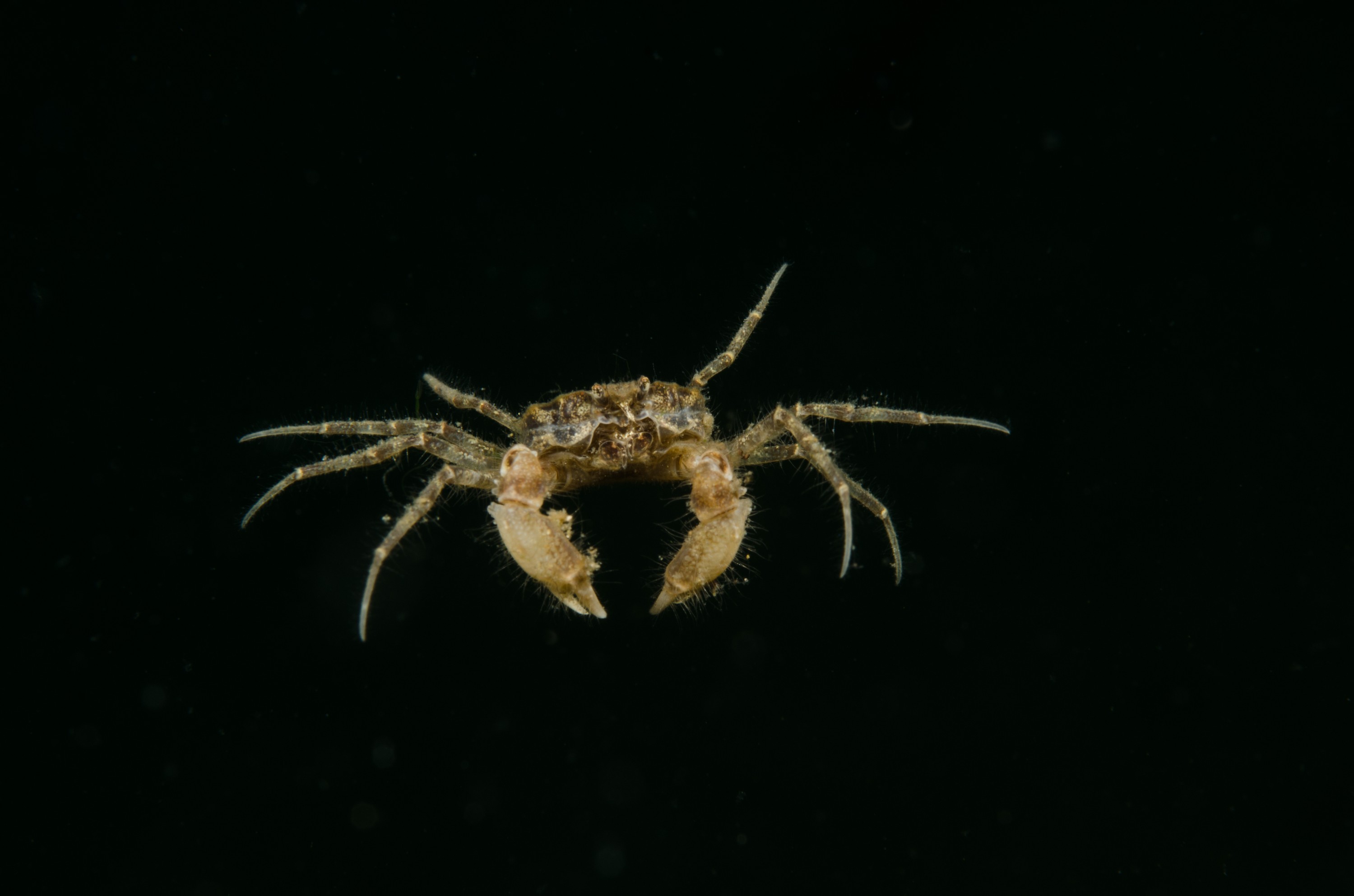 DSC_0961 – Amarnius lacustris, Crab, Northland NZ., crispin, freshwater, new, northland, nz, zealand, JAN17